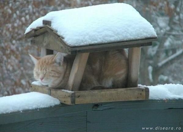 Home sweet home