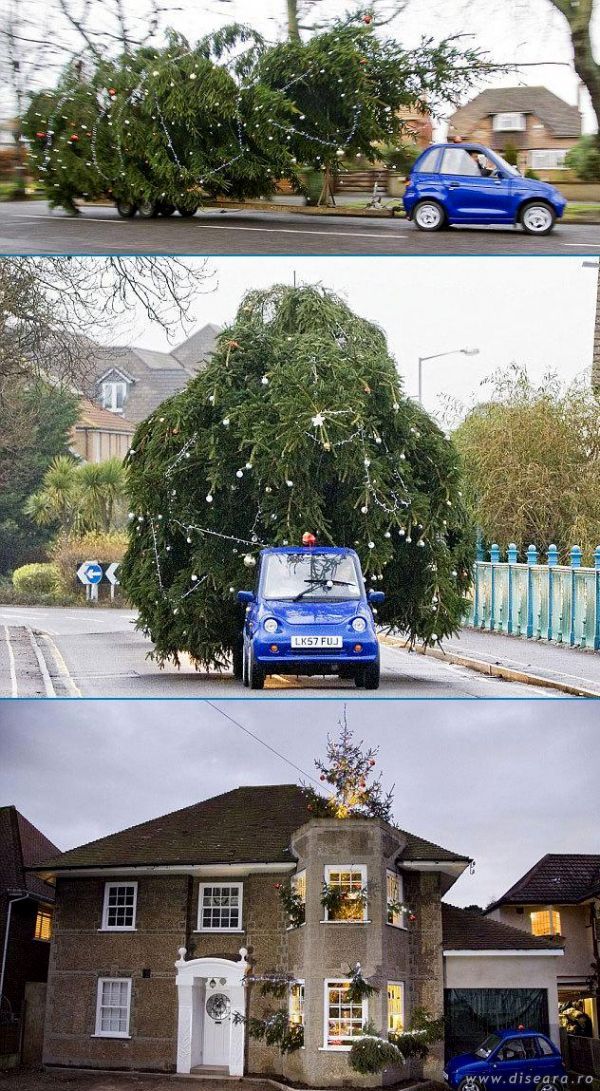 Did Mr. Bean buy the Christmas tree ?