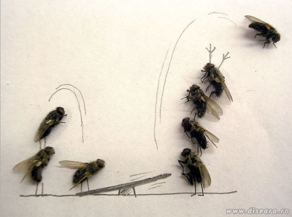 Flies... and lots of imagination !