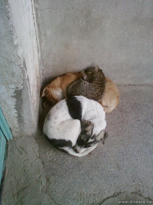 The brotherhood of animals...