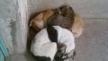 The brotherhood of animals...