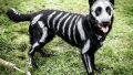 Pregatit de Halloween