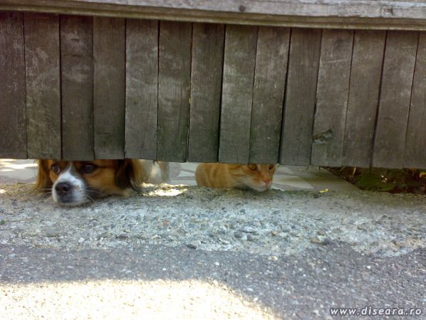 The same dog life for you... ?