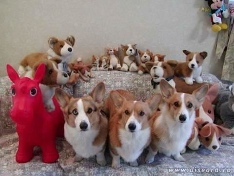 Which one is real ?