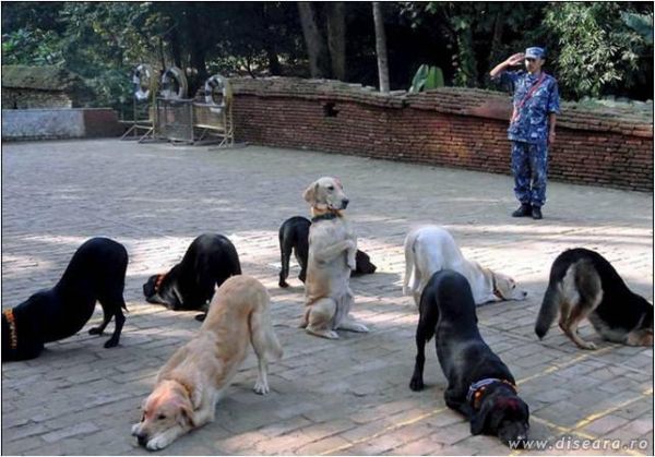 Instructie