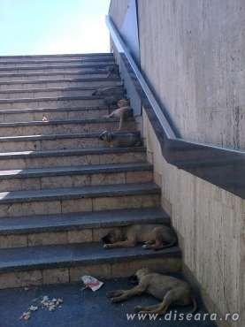 SIESTA (intrarea intr-o statie de metrou)