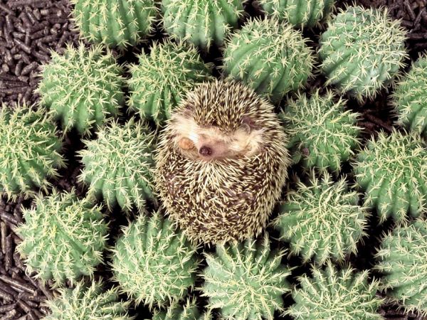 Camuflaj