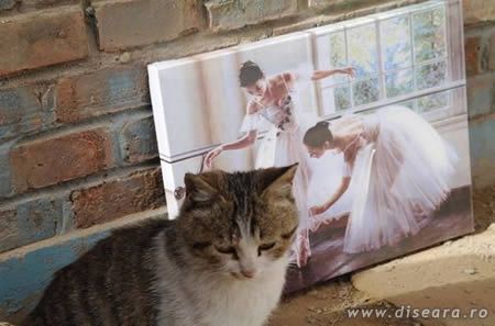 A spoiled cat