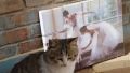 A spoiled cat