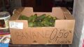 Only this way cucumbers can be sold this year !