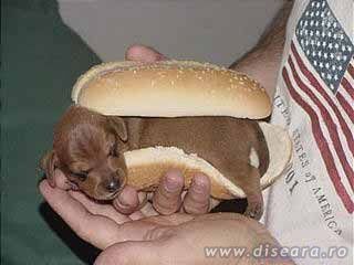 Hot-dog