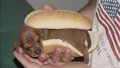 Hot-dog
