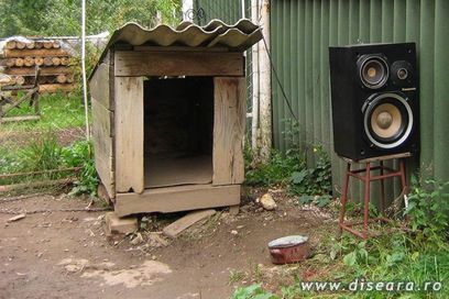 DJ Rex