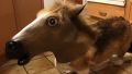 Pony