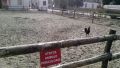 Attention, dangerous animals !