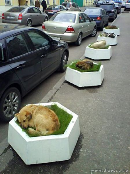 La culcare !