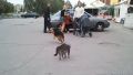 Pisica lui Chuck Norris