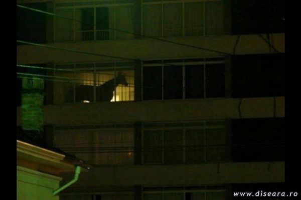 One of those horses