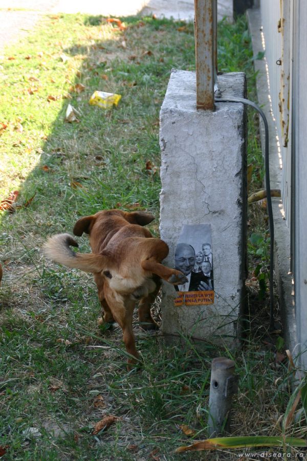 Simpatie canina