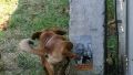 Simpatie canina