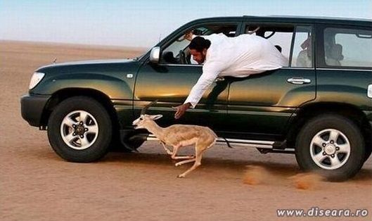 Arabian hunter