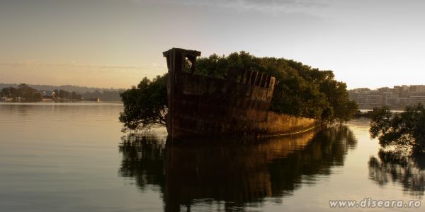 Natura se descurca intotdeauna (1)