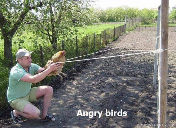 Joaca cineva Angry birds ?