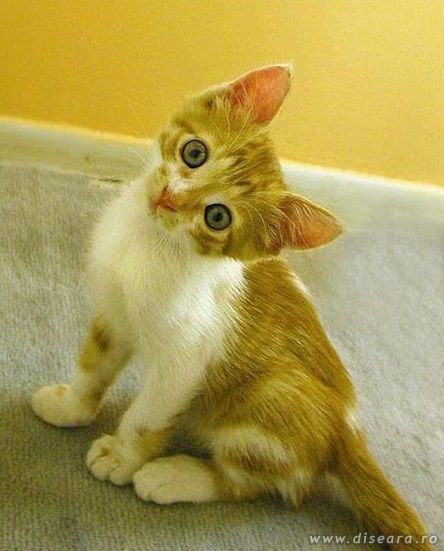 Do you still love me ?