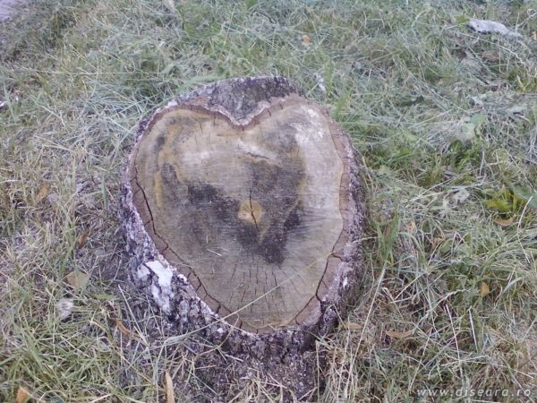 love is in the air... and trees