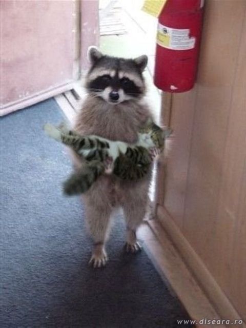 Who has lost a cat ?