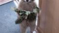 Who has lost a cat ?