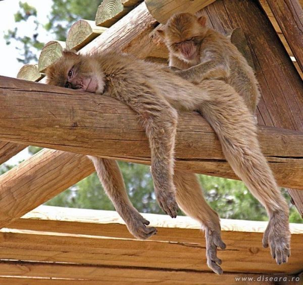 Baby... do you need a massage?
