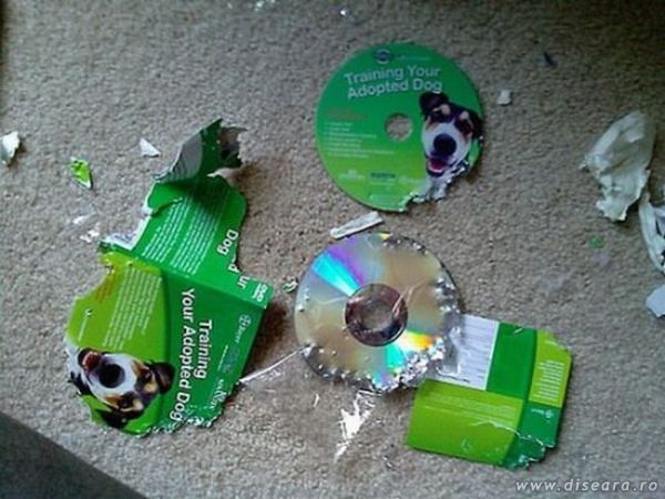 CD Dresaj Catei