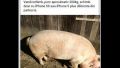 Changing pig with iPhone5