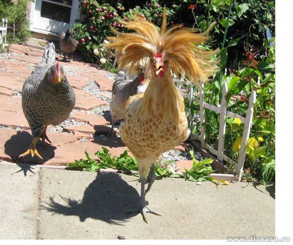 The girls are in the town