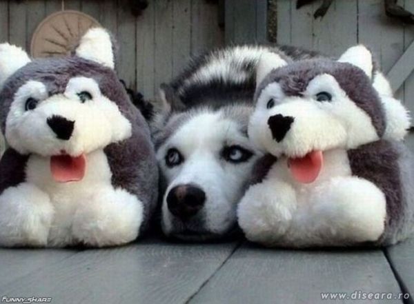 Camouflage
