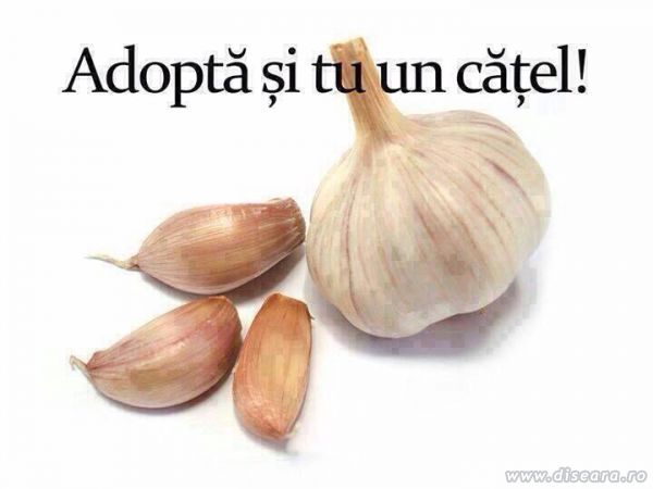 Apel umanitar