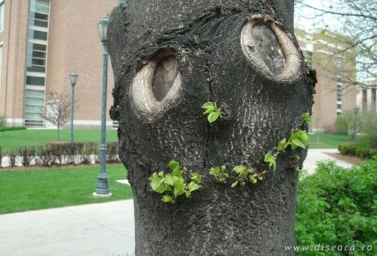 The smiling tree