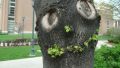 The smiling tree