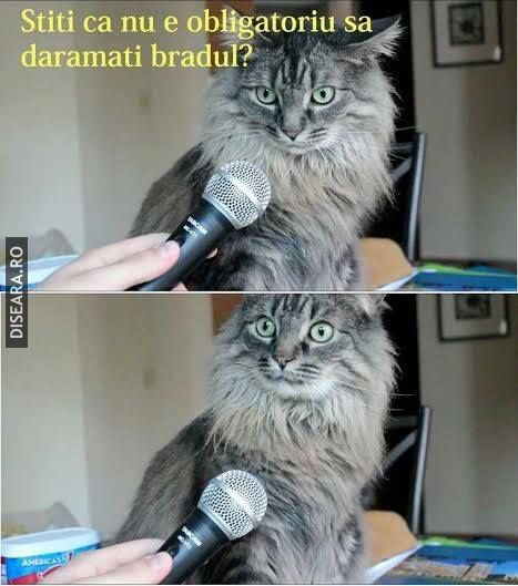 Interview with a cat