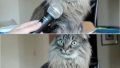 Interview with a cat