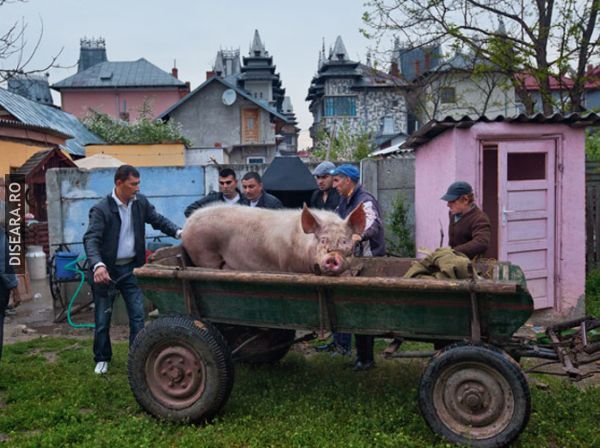 Prikoke si dihaniile cu doua picioare