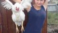 Chicken soap