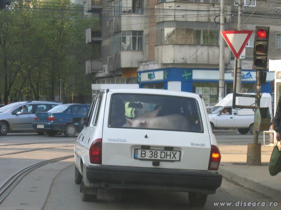 In conformitate cu normele UE la tratamentul... porcusorilor