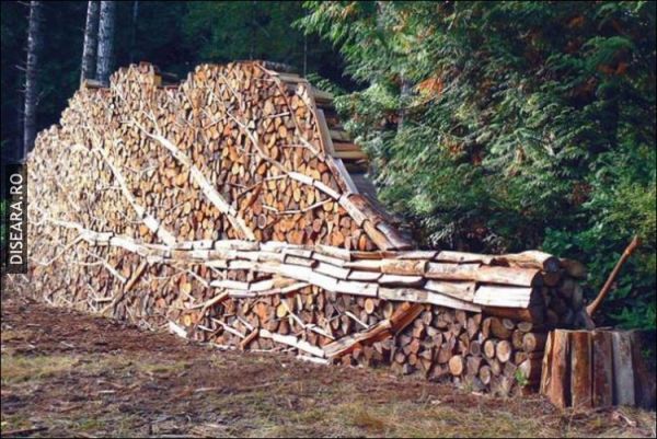 Tree at horizontal
