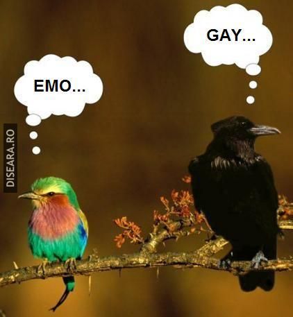 Birds