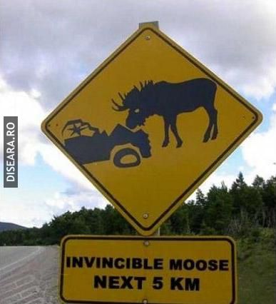 Invincible Moose
