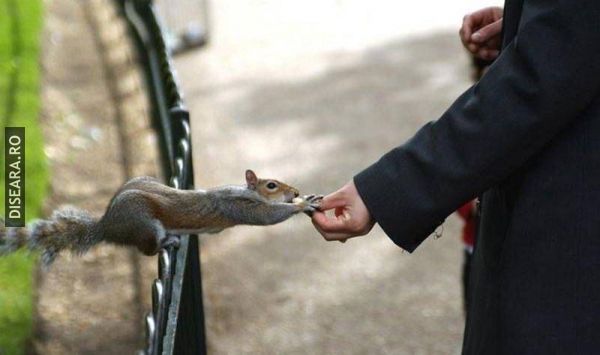 Trusting the human
