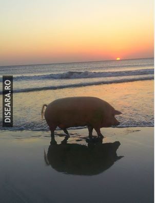 Ma intorc la tine iar si iar, mare albastra...