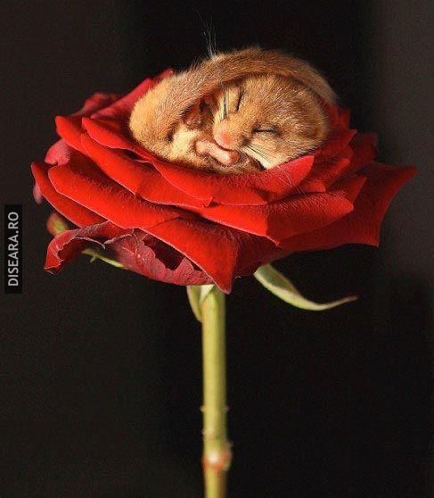 Sleeping...